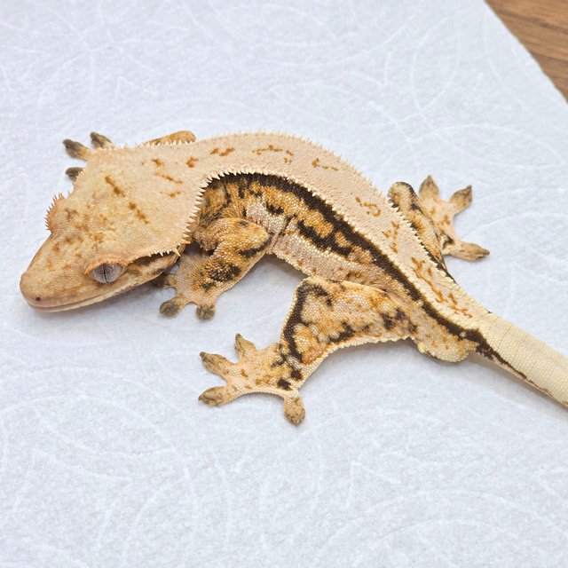 레이지 트라이 쿼드 풀핀