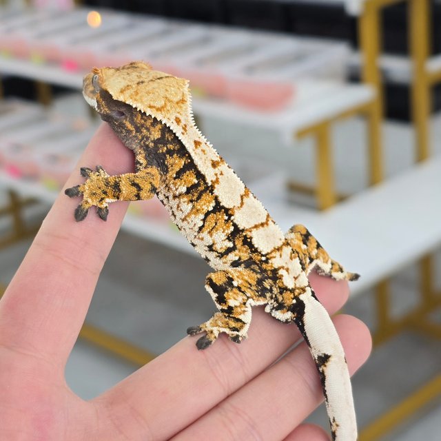 Tri Normal