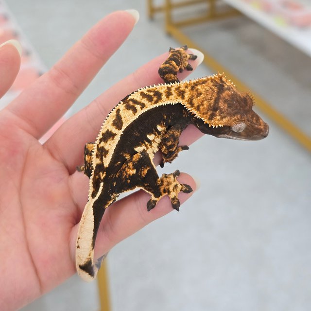 100% Het Axanthic