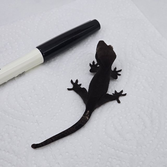 Cappuccino Axanthic