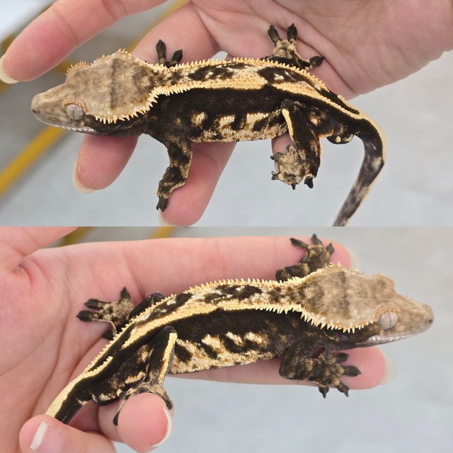 Quad 100% Het Axanthic Dark Empty Back