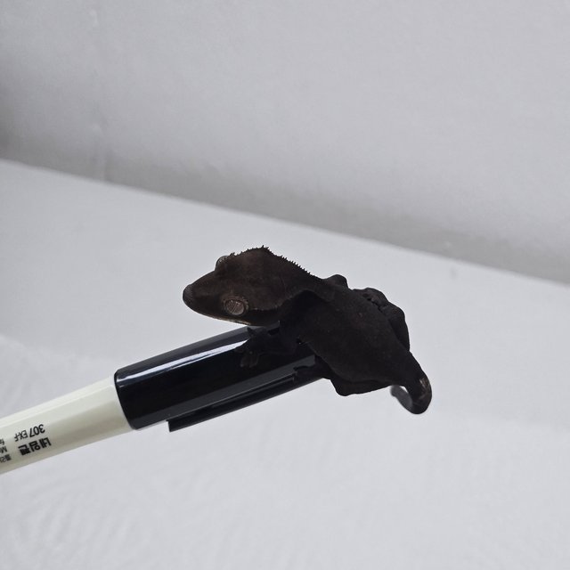 Cappuccino Axanthic