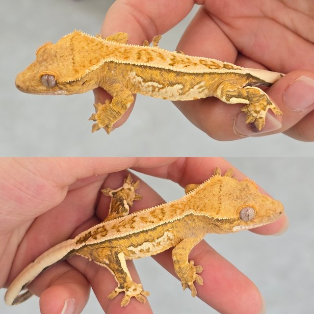 Cream Creamsicle