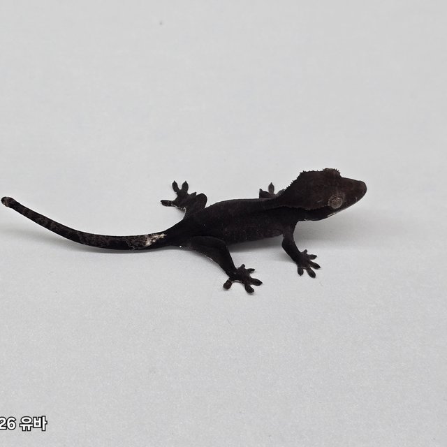 Cappuccino Axanthic