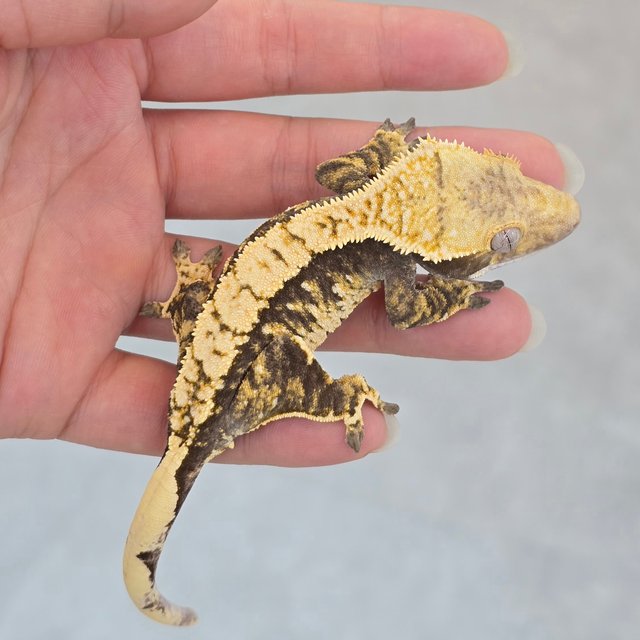 100% Het Axanthic
