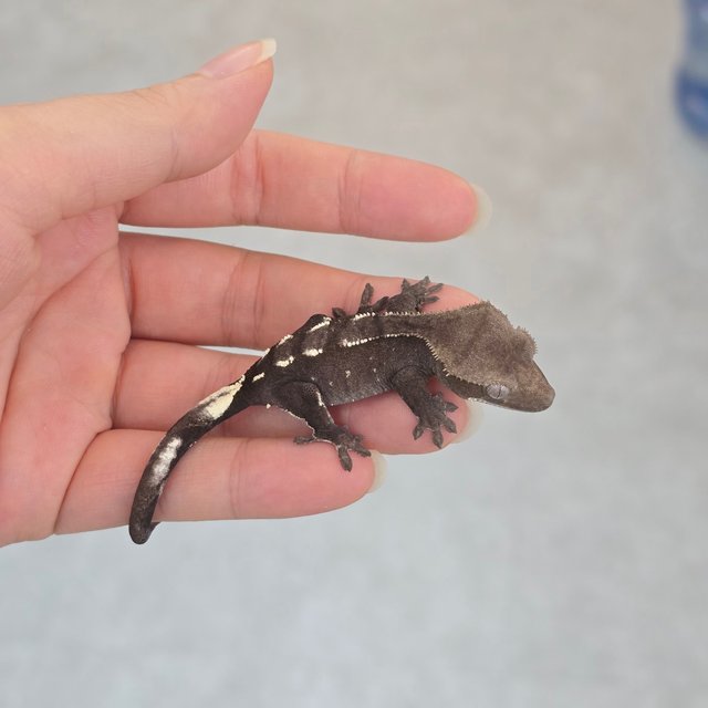 Axanthic