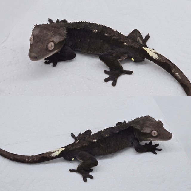 Axanthic