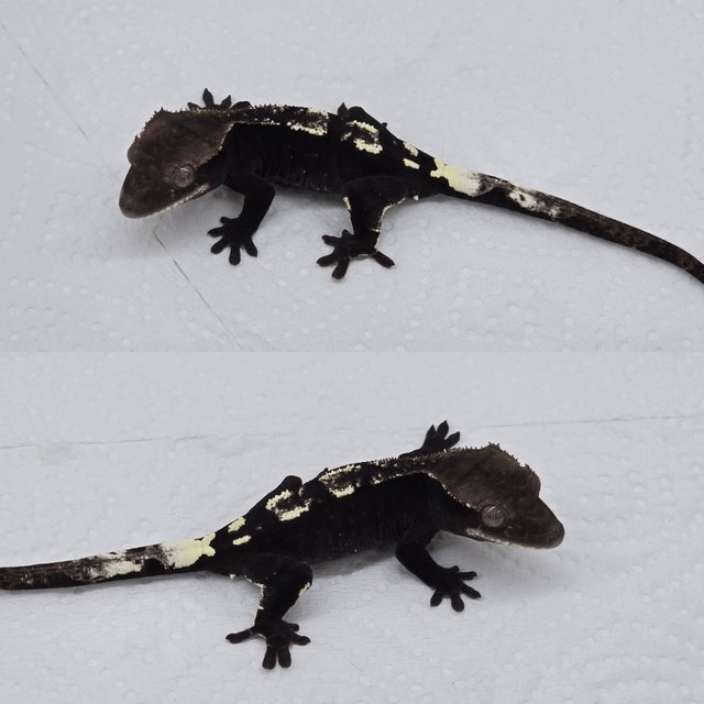 Axanthic