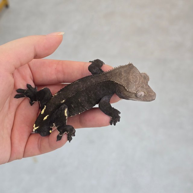 Axanthic