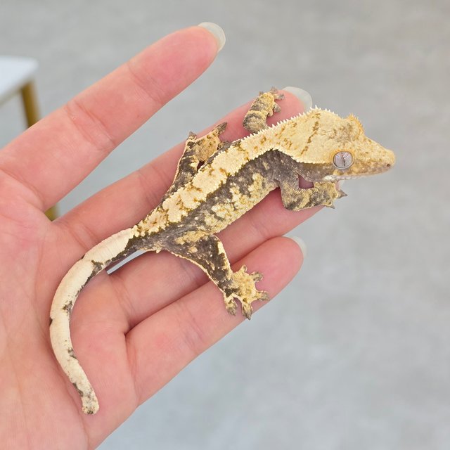 100% Het Axanthic