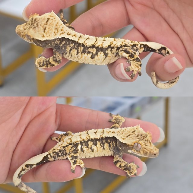 100% Het Axanthic