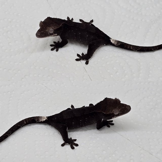 Patternless Axanthic