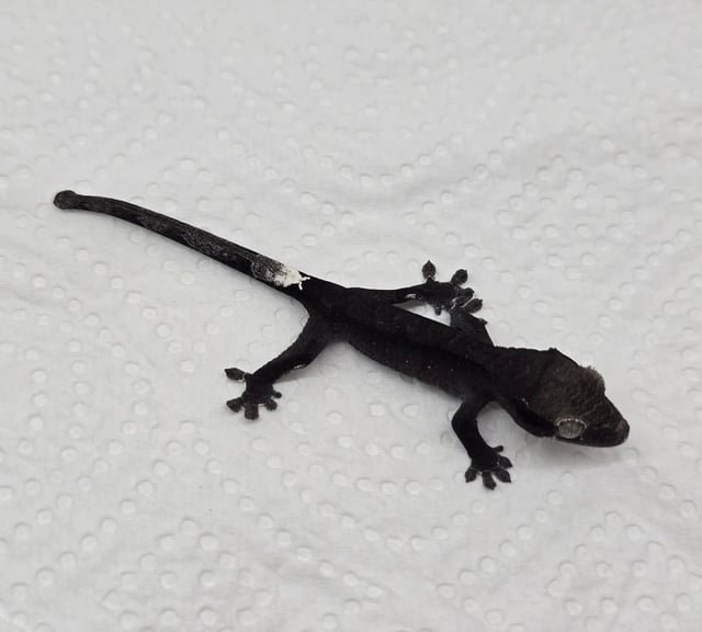 Axanthic
