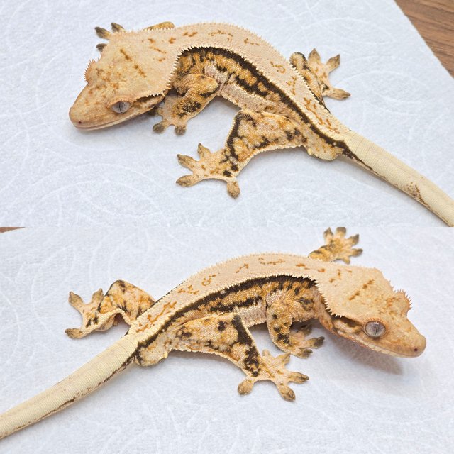 레이지 트라이 쿼드 풀핀