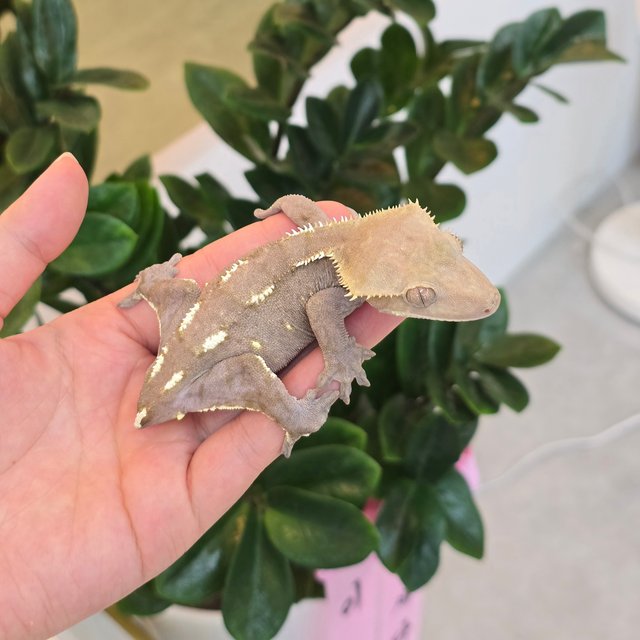 Axanthic