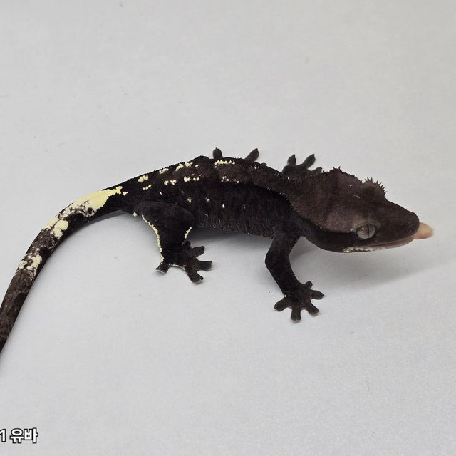 Cappuccino Axanthic