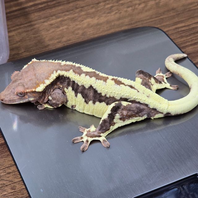 프라푸치노 카푸치노