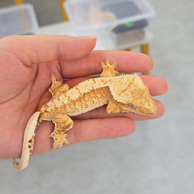Cream Creamsicle Drippy White Spot