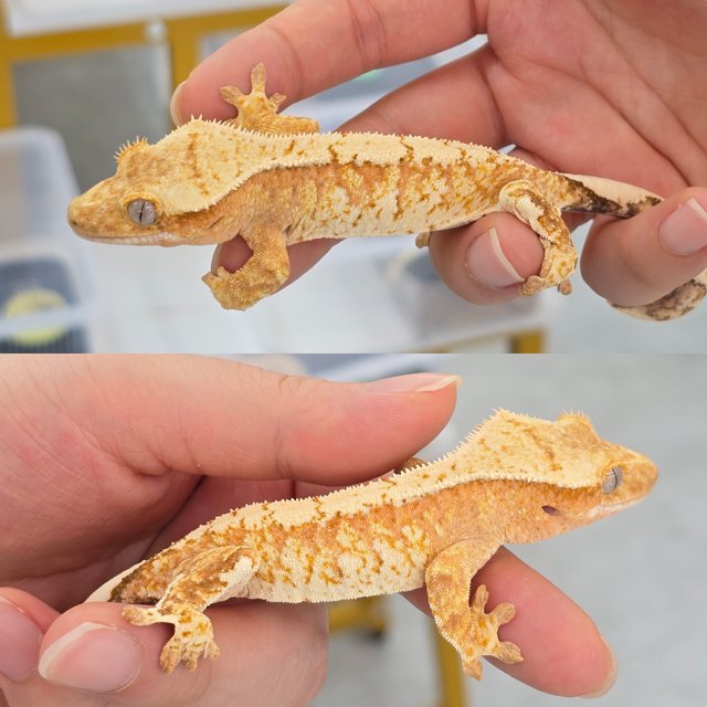 Cream Creamsicle Drippy White Spot