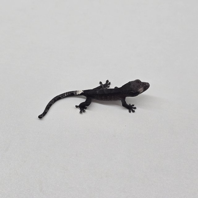 Axanthic