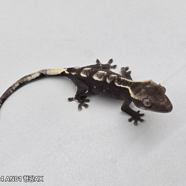 Cappuccino Axanthic
