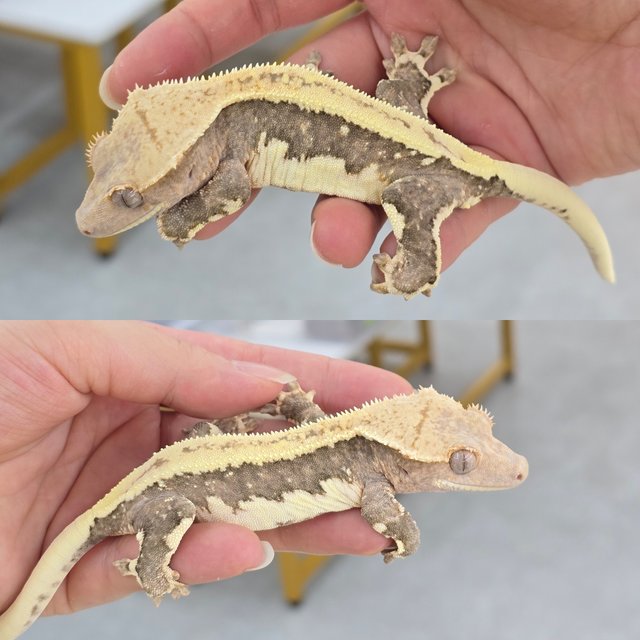 Lilly 100% Het Axanthic