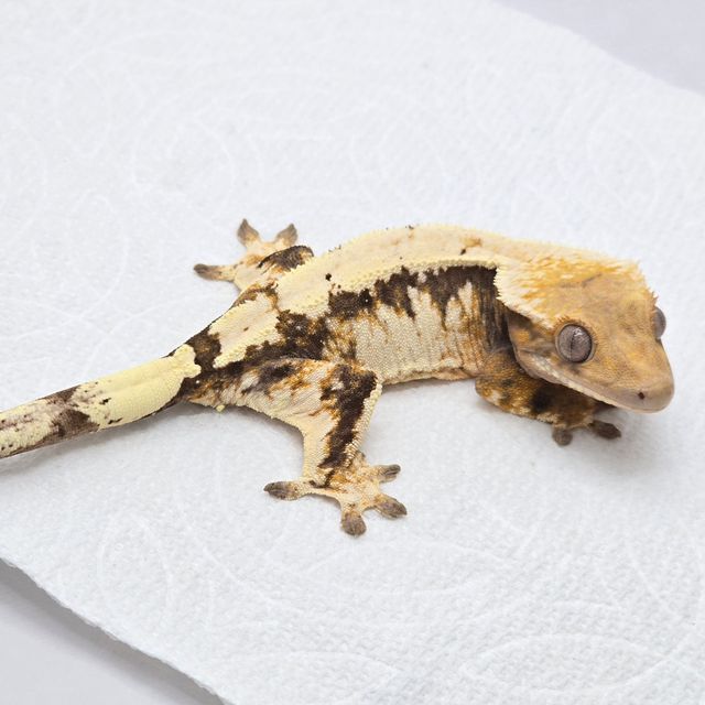 세이블
