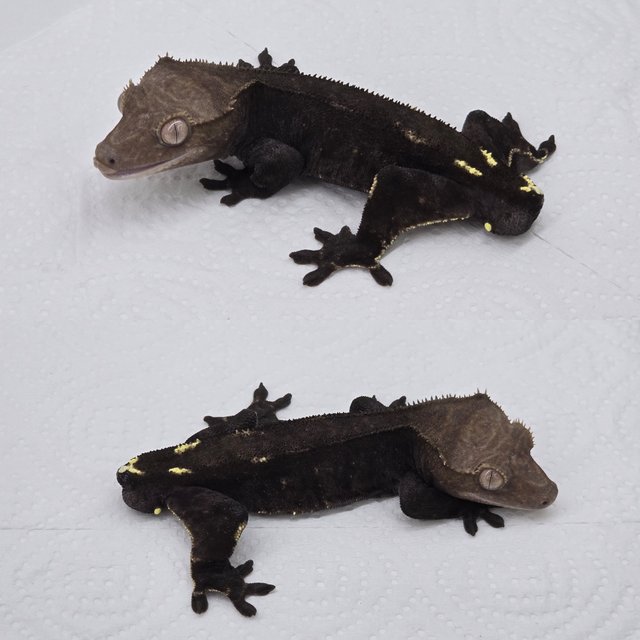 Axanthic