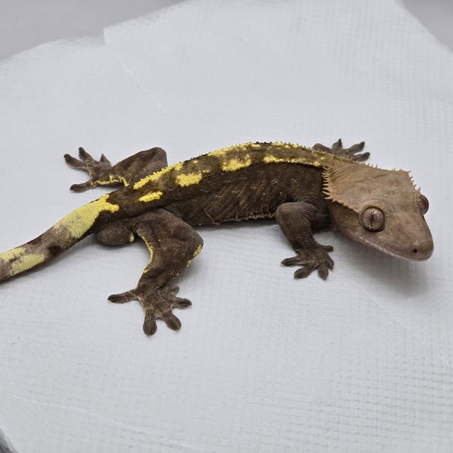 카푸치노 100%헷아잔틱