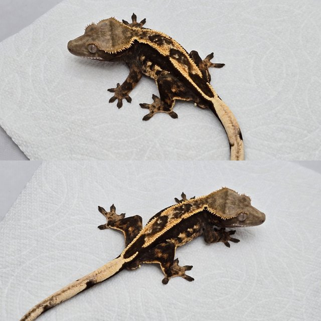 다크 엠티백 쿼드 100%헷아잔틱