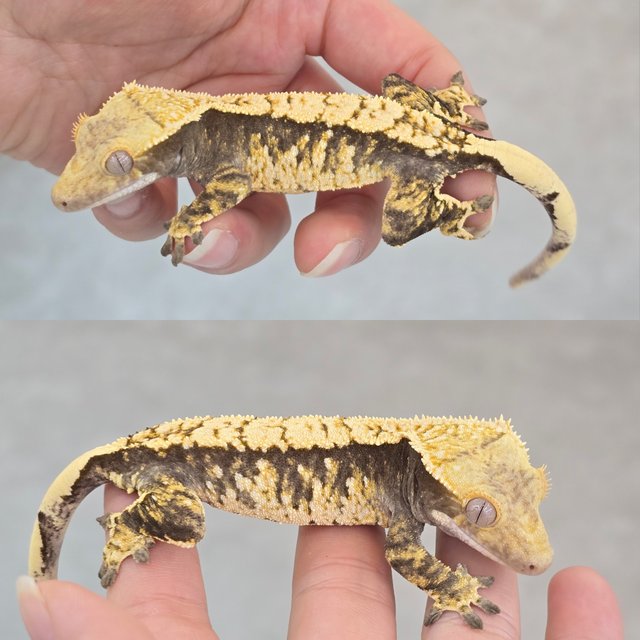 100% Het Axanthic