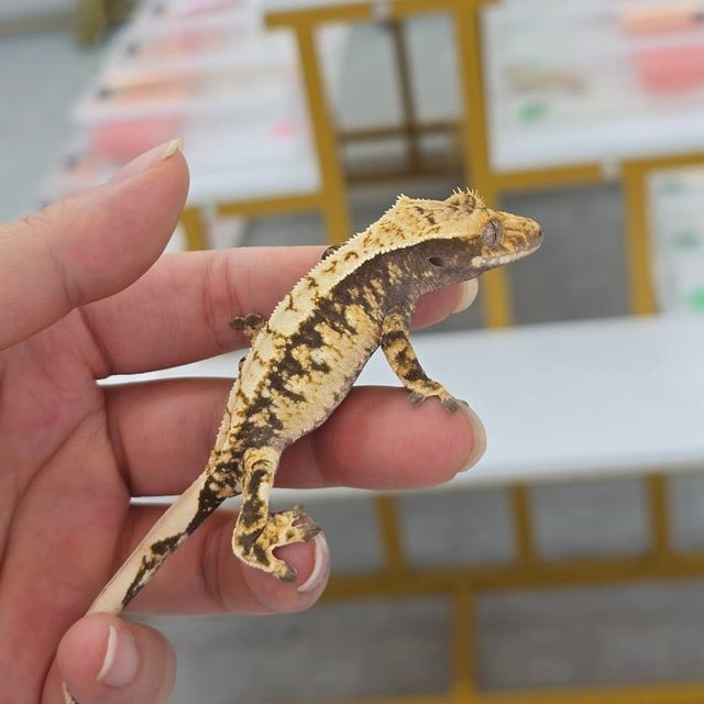 100% Het Axanthic