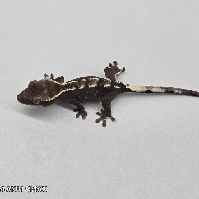 Cappuccino Axanthic