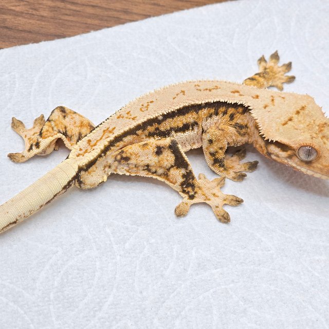 레이지 트라이 쿼드 풀핀