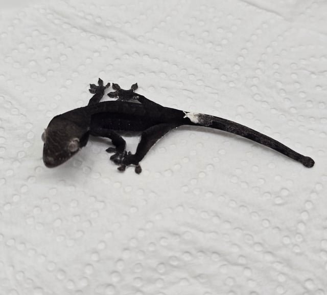 Axanthic