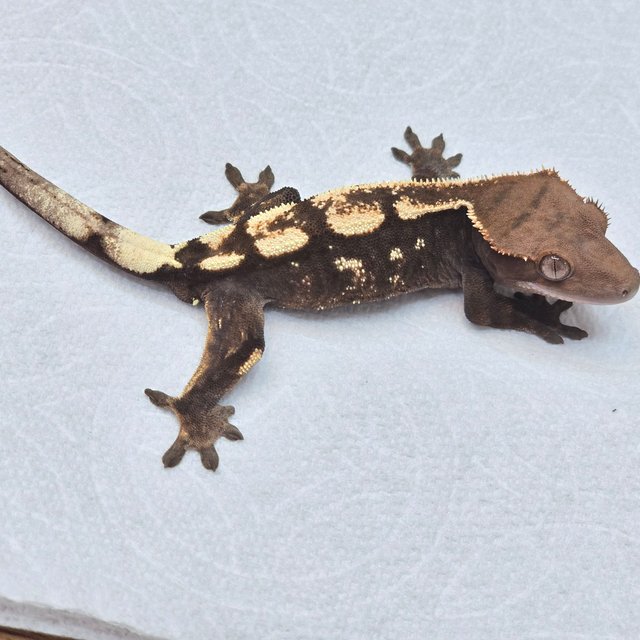 세이블 100%헷아잔틱