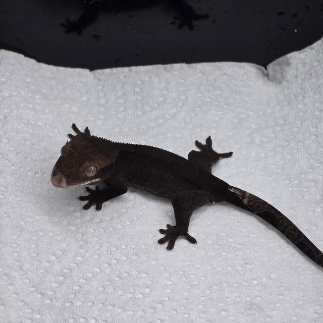 Cappuccino Axanthic