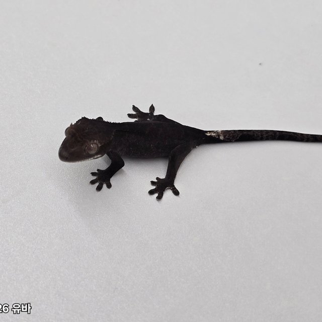 Cappuccino Axanthic