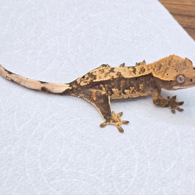 100%헷아잔틱 노멀