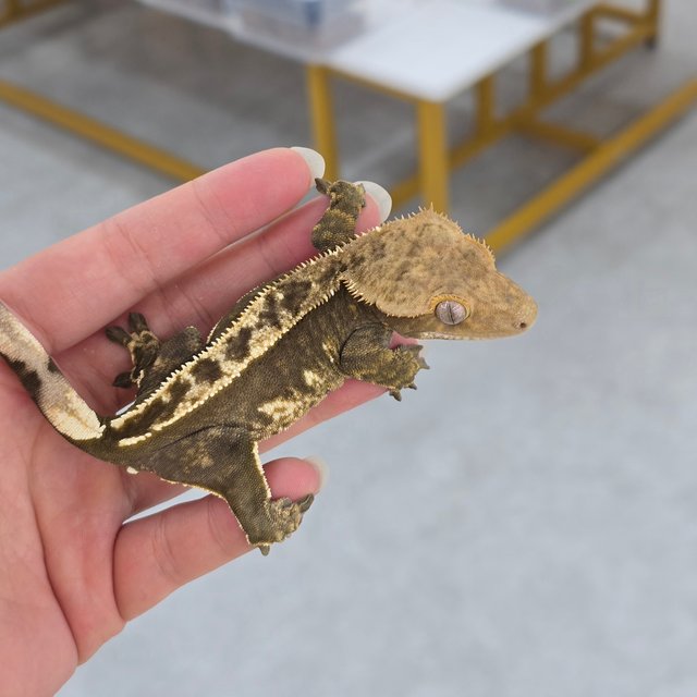 100% Het Axanthic
