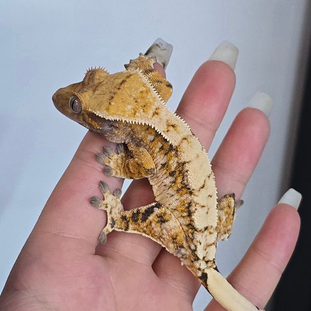 트라이