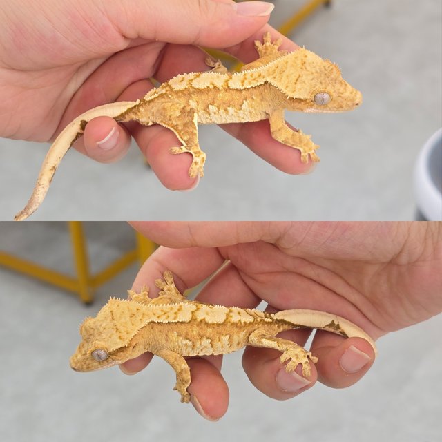 Yellow Cream Creamsicle