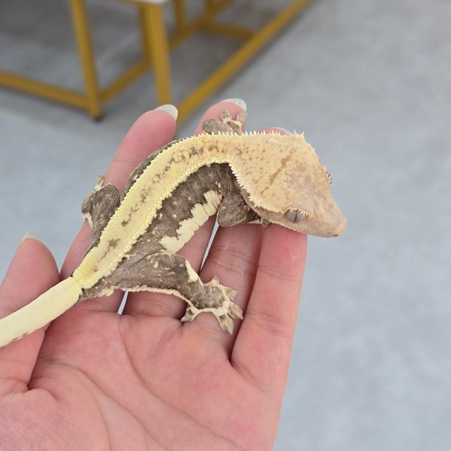 Lilly 100% Het Axanthic