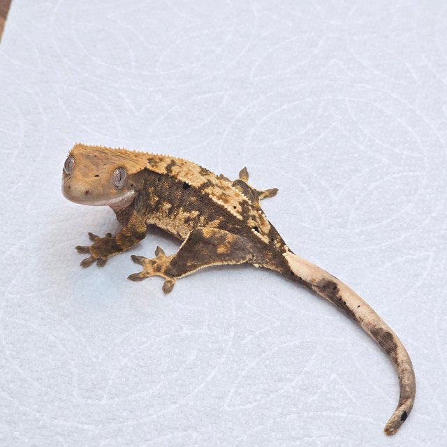 100%헷아잔틱 노멀