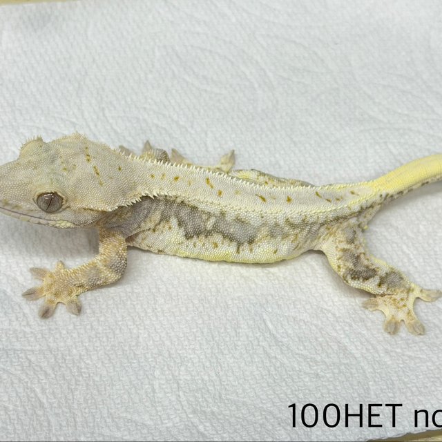 릴리100%헷아잔틱