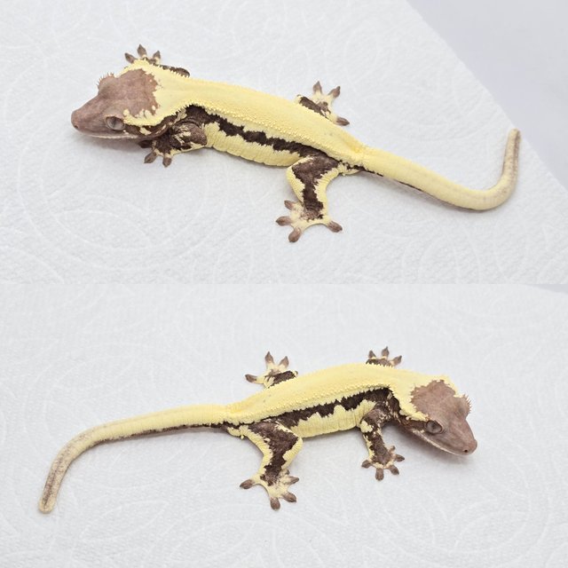 릴리 세이블 100%헷아잔틱