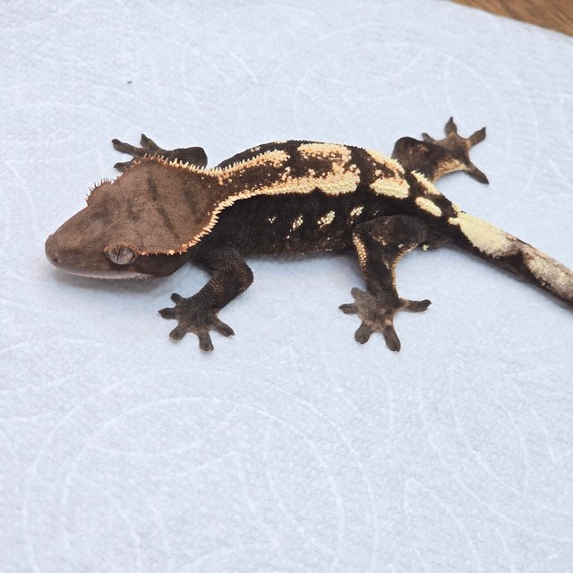 세이블 100%헷아잔틱