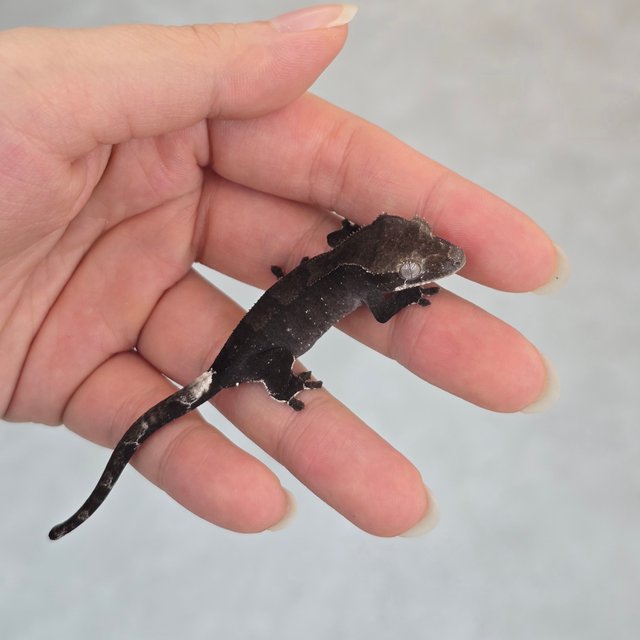Patternless Axanthic