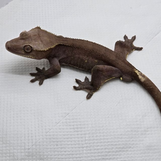 패턴리스 아잔틱