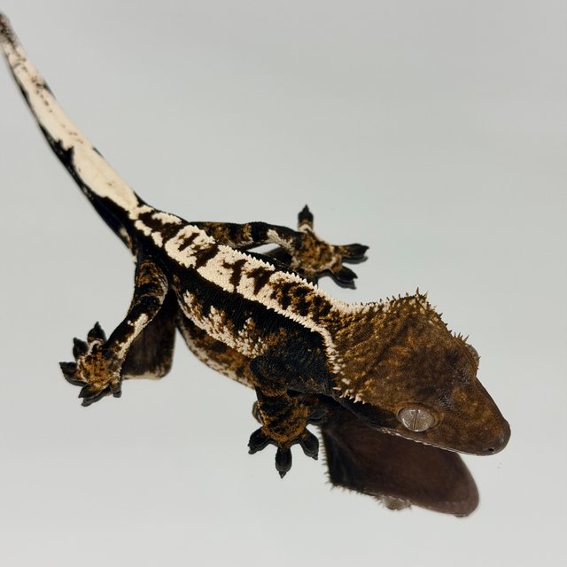 노멀 트라이 다크